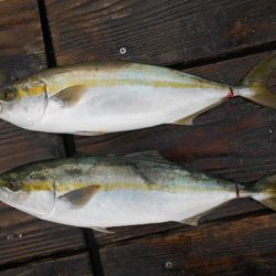こかわ渡船　雅丸 釣果