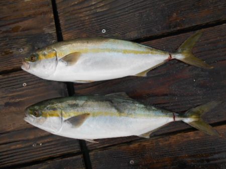 こかわ渡船　雅丸 釣果