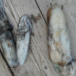 こかわ渡船　雅丸 釣果