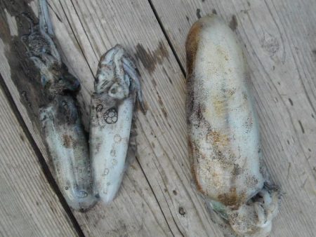 こかわ渡船　雅丸 釣果