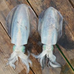 こかわ渡船　雅丸 釣果