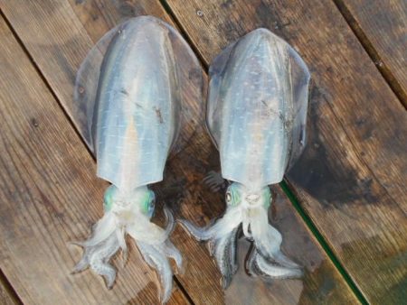 こかわ渡船　雅丸 釣果