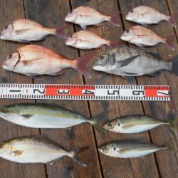 こかわ渡船　雅丸 釣果