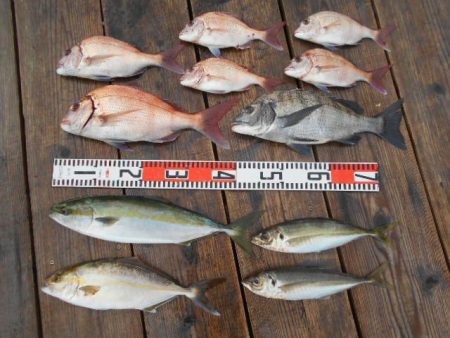 こかわ渡船　雅丸 釣果