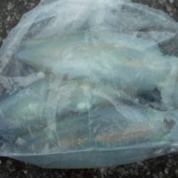 こかわ渡船　雅丸 釣果