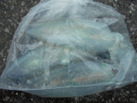 こかわ渡船　雅丸 釣果