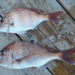 こかわ渡船　雅丸 釣果