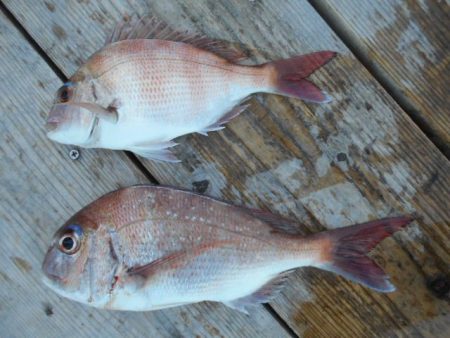 こかわ渡船　雅丸 釣果