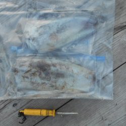 こかわ渡船　雅丸 釣果