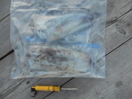 こかわ渡船　雅丸 釣果