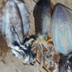 こかわ渡船　雅丸 釣果