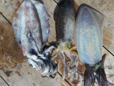 こかわ渡船　雅丸 釣果