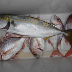 こかわ渡船　雅丸 釣果