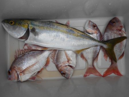 こかわ渡船　雅丸 釣果