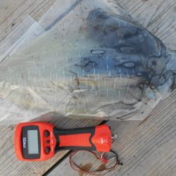 こかわ渡船 雅丸 釣果