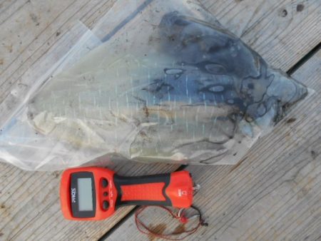 こかわ渡船 雅丸 釣果