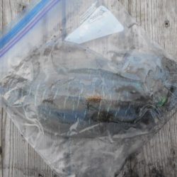 こかわ渡船 雅丸 釣果