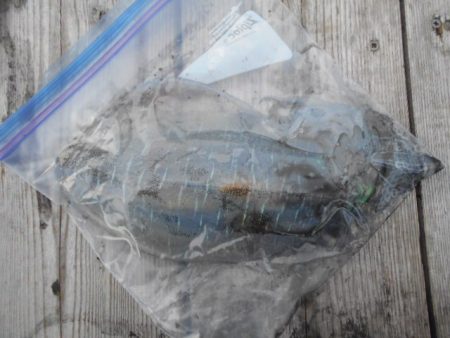 こかわ渡船　雅丸 釣果