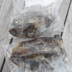 こかわ渡船 雅丸 釣果