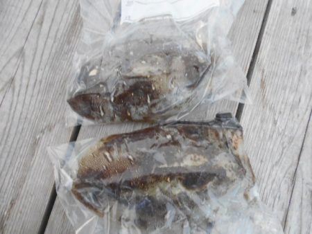 こかわ渡船 雅丸 釣果