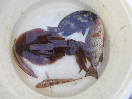 こかわ渡船　雅丸 釣果