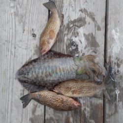 こかわ渡船　雅丸 釣果