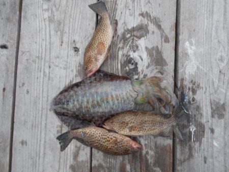 こかわ渡船　雅丸 釣果