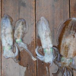 こかわ渡船　雅丸 釣果