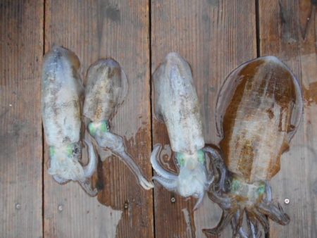 こかわ渡船　雅丸 釣果