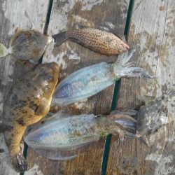 こかわ渡船　雅丸 釣果