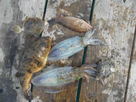 こかわ渡船　雅丸 釣果