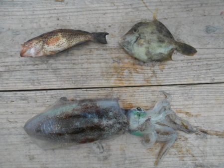 こかわ渡船　雅丸 釣果