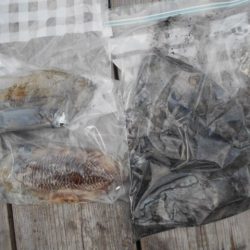 こかわ渡船　雅丸 釣果