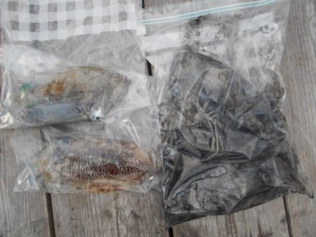 こかわ渡船　雅丸 釣果