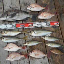 こかわ渡船　雅丸 釣果