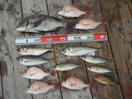 こかわ渡船　雅丸 釣果