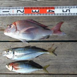 こかわ渡船　雅丸 釣果