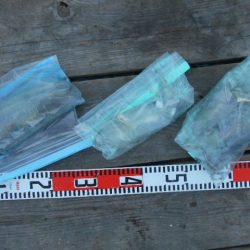 こかわ渡船 雅丸 釣果