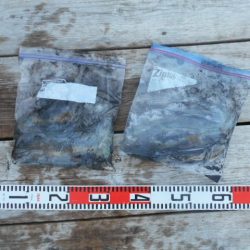 こかわ渡船 雅丸 釣果