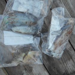 こかわ渡船　雅丸 釣果