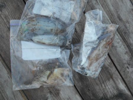 こかわ渡船　雅丸 釣果