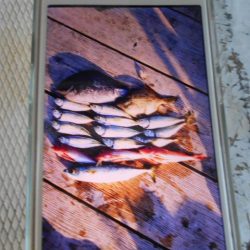 こかわ渡船　雅丸 釣果