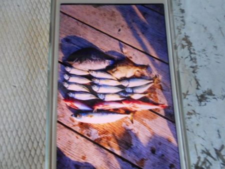 こかわ渡船　雅丸 釣果