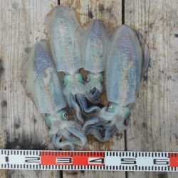 こかわ渡船　雅丸 釣果