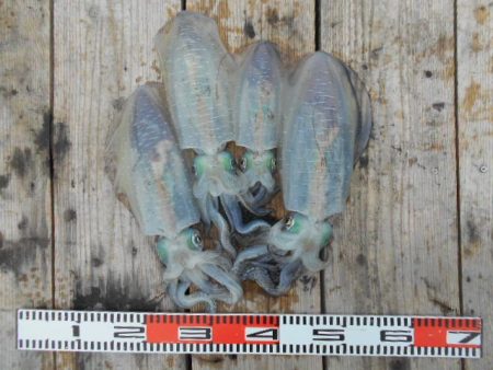 こかわ渡船　雅丸 釣果