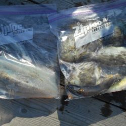 こかわ渡船　雅丸 釣果