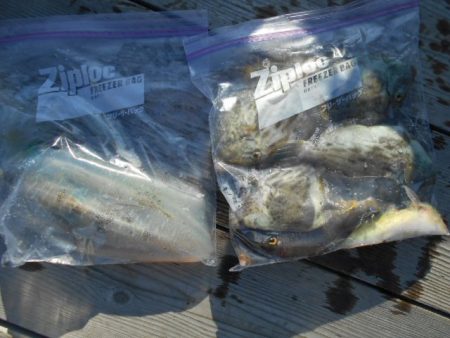 こかわ渡船　雅丸 釣果