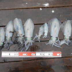 こかわ渡船　雅丸 釣果