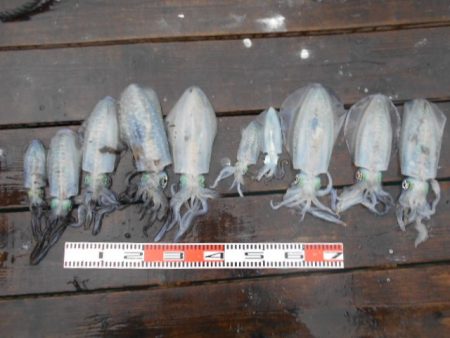 こかわ渡船　雅丸 釣果