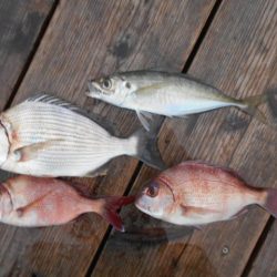 こかわ渡船　雅丸 釣果